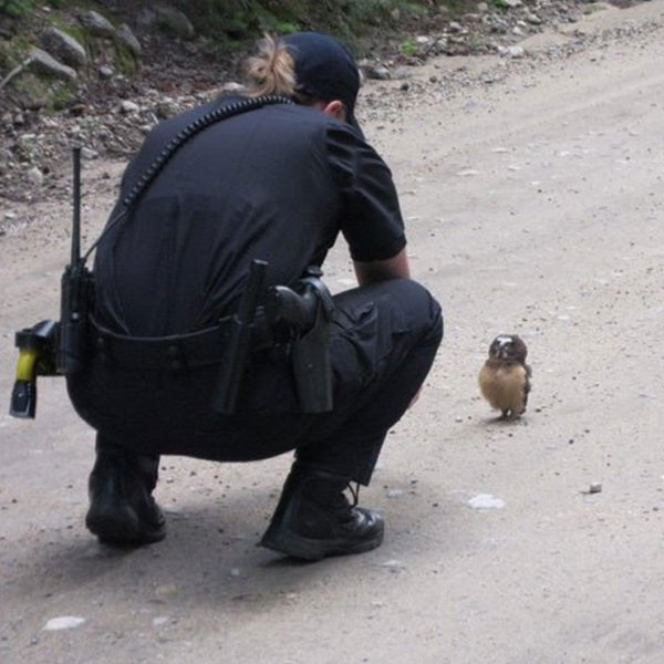 Boulder County officer and owl Boulder County officer and owl